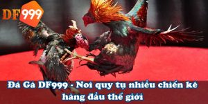 Đá Gà DF999 - Nơi quy tụ nhiều chiến kê hàng đầu thế giới