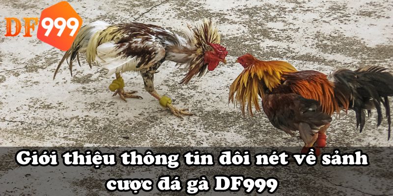 Giới thiệu thông tin đôi nét về sảnh cược đá gà DF999